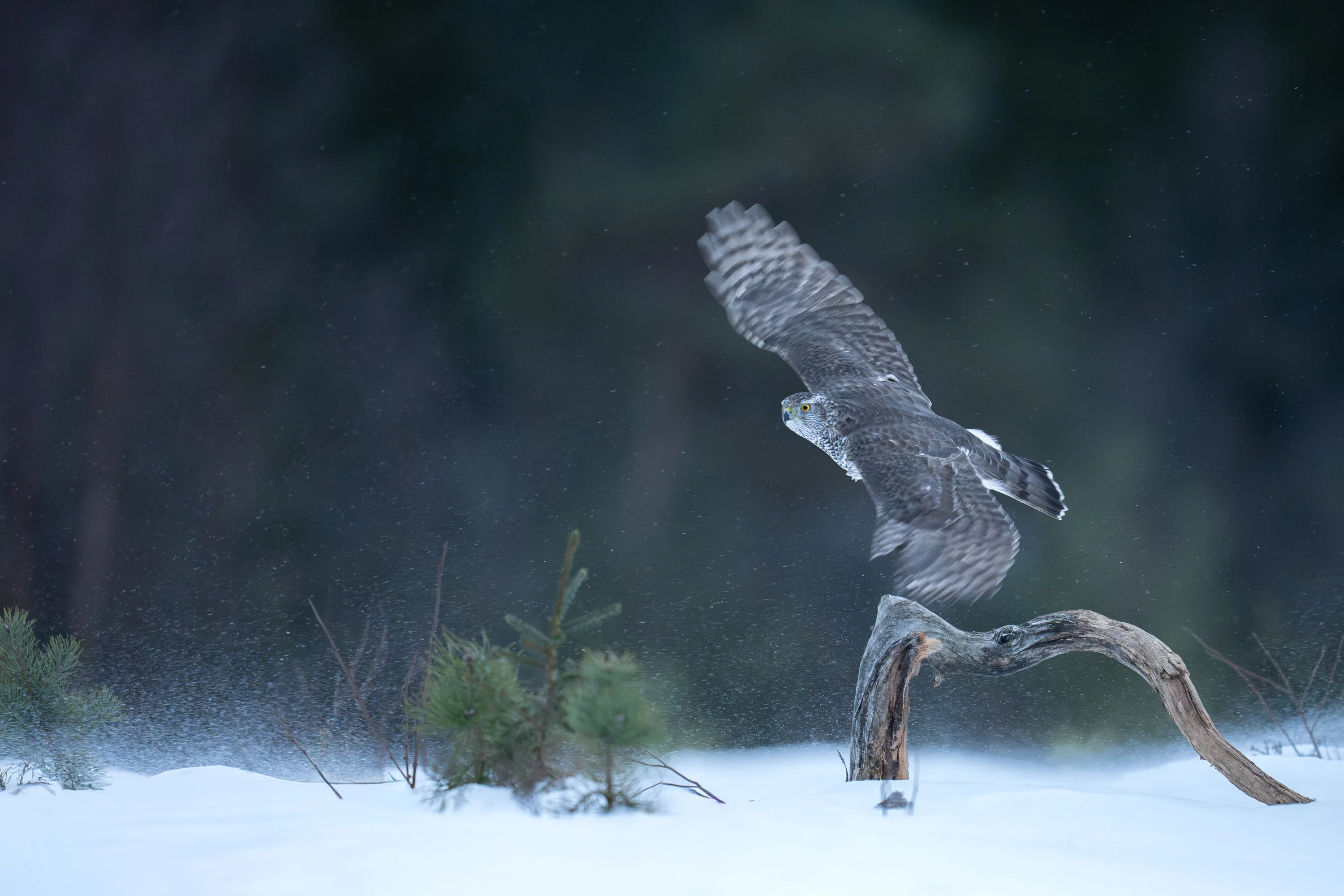Norway Winter Raptors Expedition gallery image 16